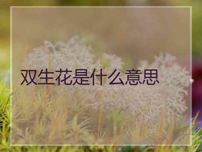 双生花是什么意思