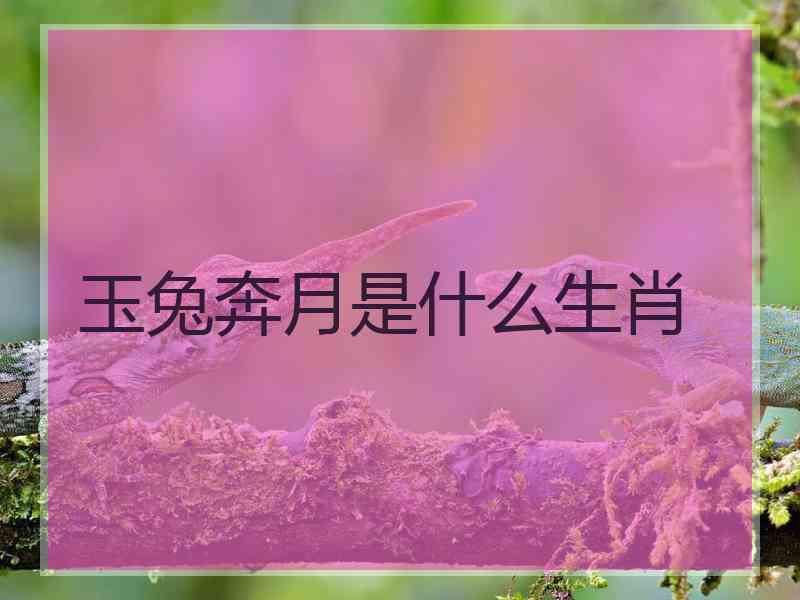 玉兔奔月是什么生肖