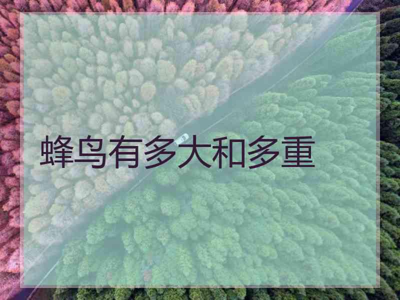 蜂鸟有多大和多重