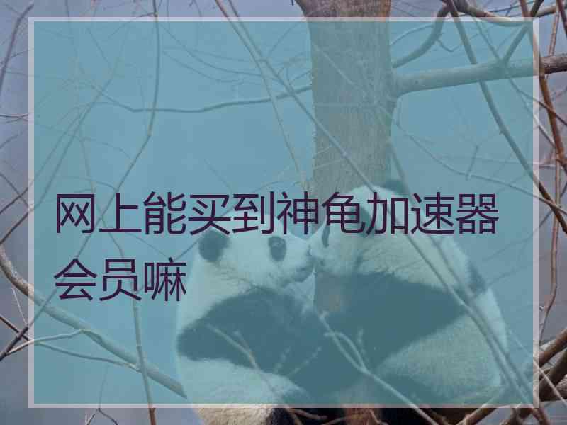 网上能买到神龟加速器会员嘛