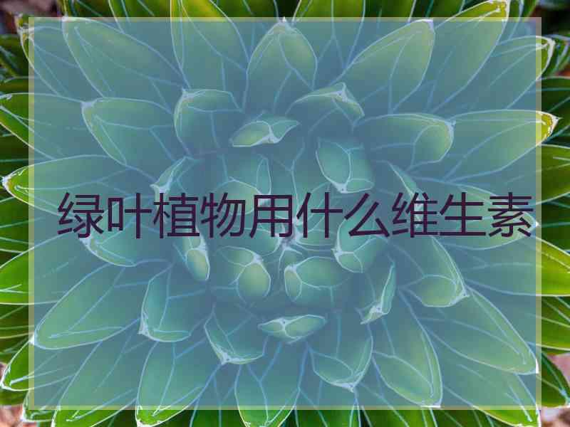 绿叶植物用什么维生素