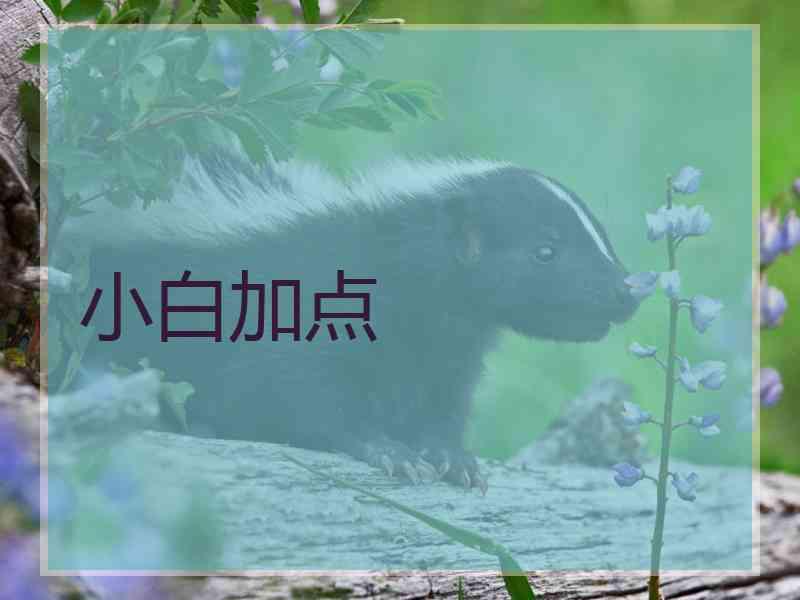 小白加点