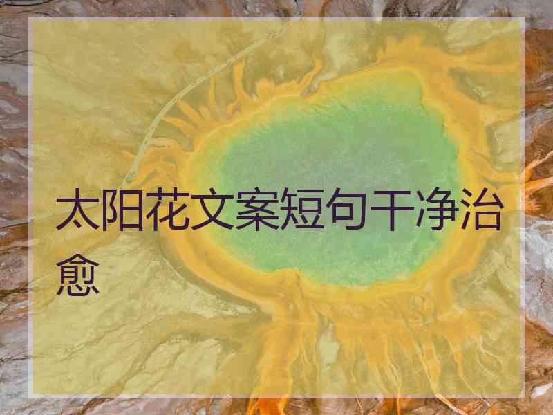 太阳花文案短句干净治愈