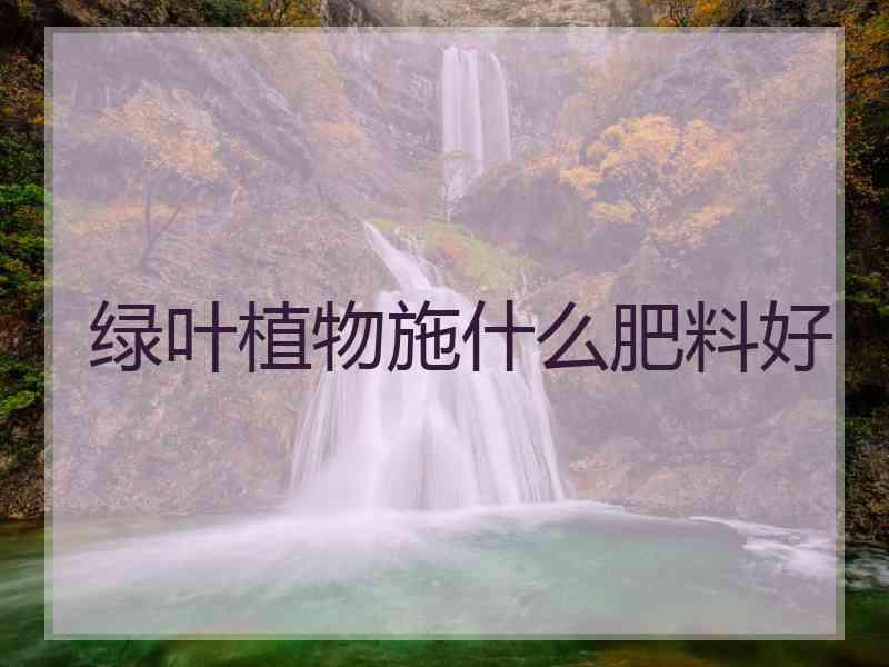 绿叶植物施什么肥料好