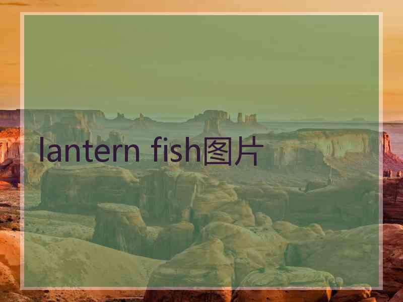 lantern fish图片